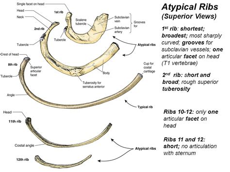 Typical Rib Anatomy