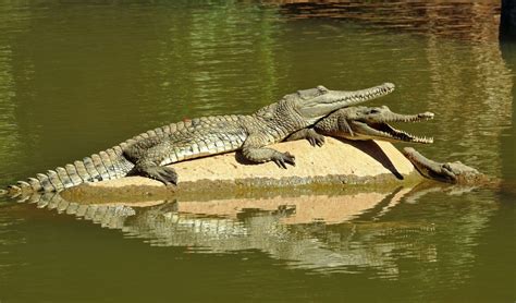 Where can I see the Freshwater Crocodile in the wild