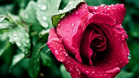 Get Full Hd Wallpaper Hd Nature Flower Rose Gif