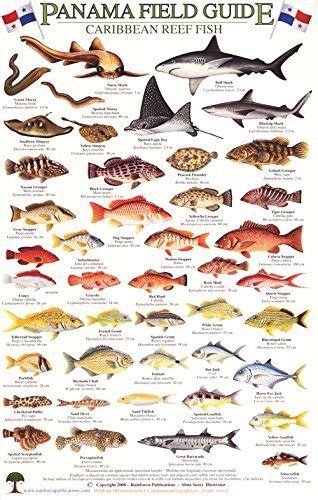 Panama Caribbean Reef Fish Identification Guide (Laminated Single Sheet Field Guide) (English ...