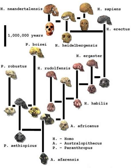 reality check - How would multi-race humanoid evolution happen ...