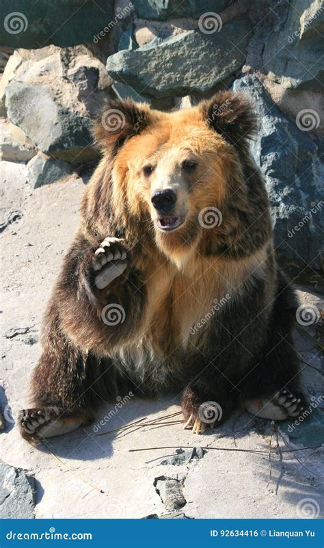 Tibetan Blue Bear or Horse Bear Sitting on the Ground Stock Photo - Image of nose, european ...