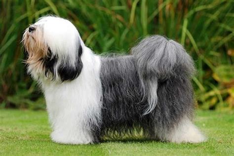 Tibetan Terrier - Ultimate Guide (Personality, Health, Temperament etc.)