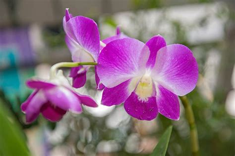How to Make Potting Soil for Orchids (Step-by-Step Guide) | House Grail