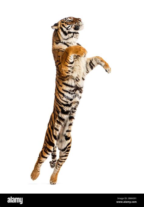 Tiger jumping hi-res stock photography and images - Alamy