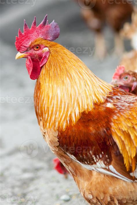 Red rooster 758417 Stock Photo at Vecteezy