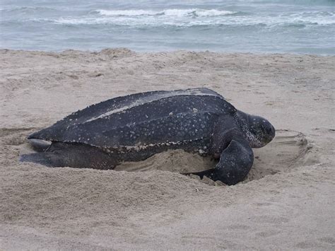 Leatherback Sea Turtle - A Critically Endangered Species - HubPages