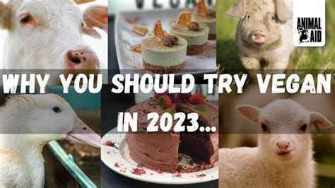 Why you should try vegan in 2023! – Vegan-News.net