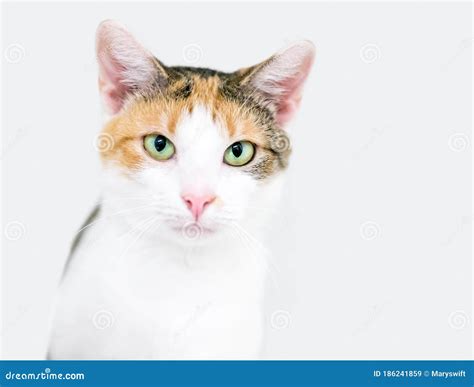 A Calico Domestic Shorthair Cat with Green Eyes Stock Image - Image of ...