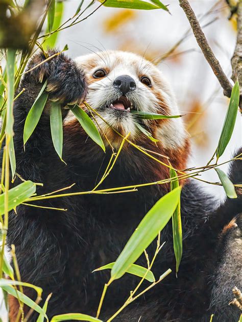 Red panda eating bamboo - a photo on Flickriver