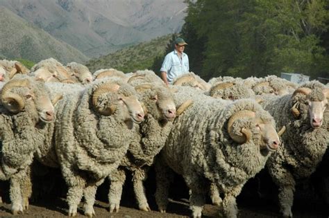 Mengenal Domba Merino Lebih Dekat - Sinau Ternak