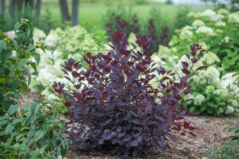 How to Grow Smoke Bush | Garden Design