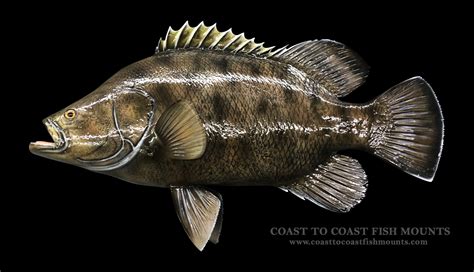 Tripletail Fish Mount and Fish Replicas | Coast-to-Coast