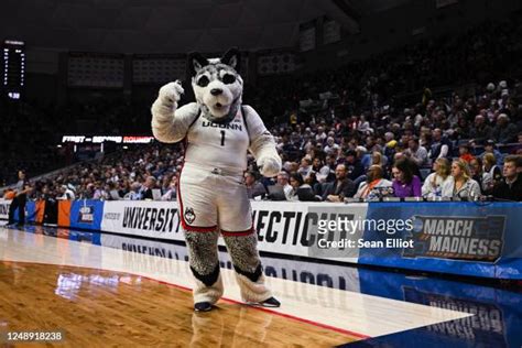 497 Connecticut Huskies Mascot Stock Photos, High-Res Pictures, and ...