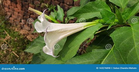 This is a Flower of Datura. Stock Photo - Image of herb, garden: 163276898