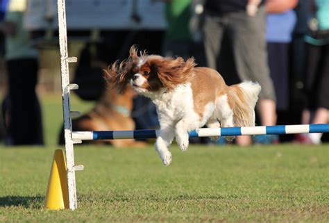 Dog Agility Training – All You Need to Know – Best Glucosamine For Dogs