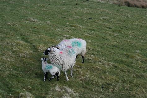 Sheep, running away | These sheep didn't want to be photogra… | Flickr - Photo Sharing!