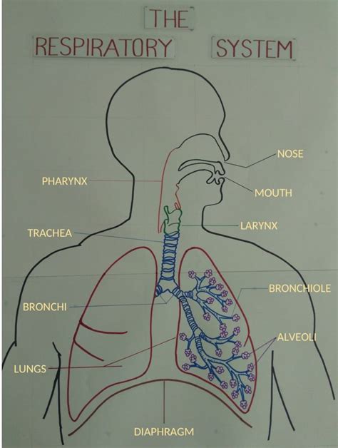 Respiratory System Labeled Easy