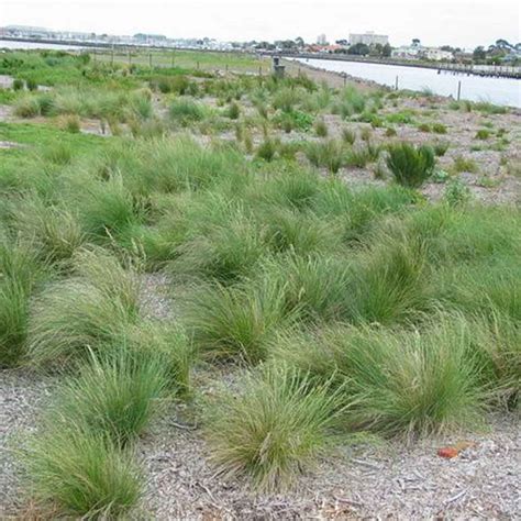 Poa labillardieri - Tuff Aussie Plants