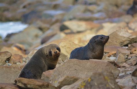 New Zealand fur seal/kekeno: New Zealand marine mammals