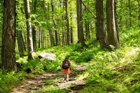 6 Awesome Forest Park Hikes You Can Do Now