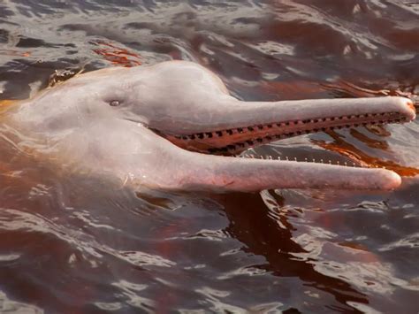 South Asian River Dolphin: Is It Endangered?