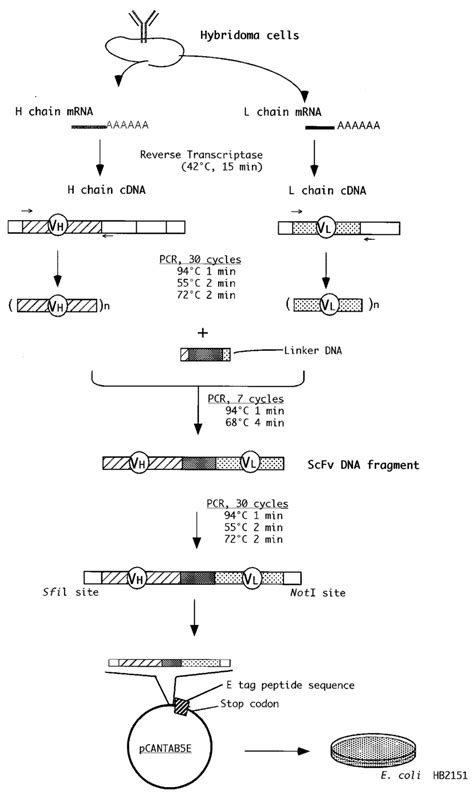 Overview of the production of recombinant ScFv antibody. For details,... | Download Scientific ...