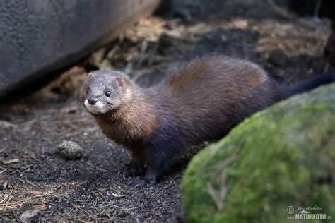 European Mink Photos, European Mink Images, Nature Wildlife Pictures | NaturePhoto