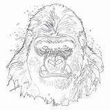 Gorilla Coloring Page  Coloring Pages Mimi Panda sketch template