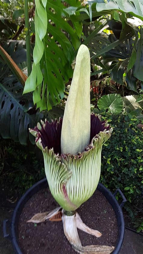 The Blooming of Titan Arum at the Botanical Garden Zurich - NewinZurich - Your Guide To Living ...