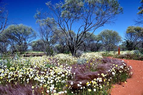 Norman Jamison | Wildflowers east of Geraldton,Western Australia | Australian wildflowers ...