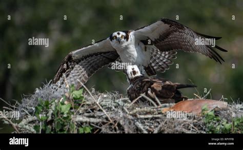 Osprey in Florida Stock Photo - Alamy