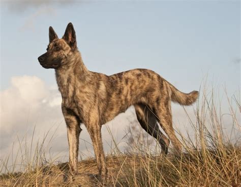 Dutch Shepherd Dog Breed Information - American Kennel Club | Dutch shepherd dog, Dog breeds ...