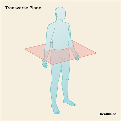 The 3 Anatomical Body Planes and The Movements In Each Thoracic Cavity, Sagittal Plane, Body ...