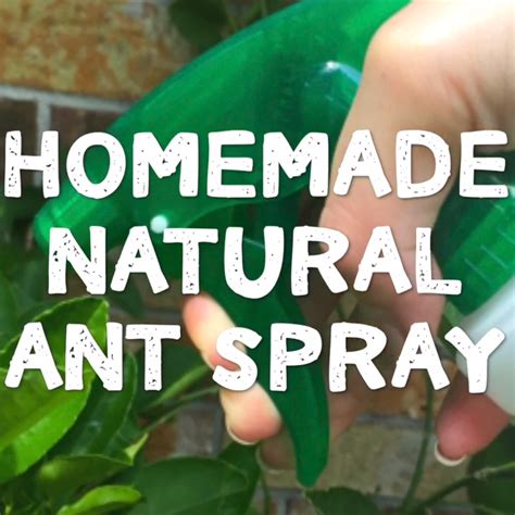 Diy ant spray – Artofit