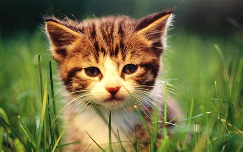 Baby Kitten Wallpapers - Wallpaper Cave