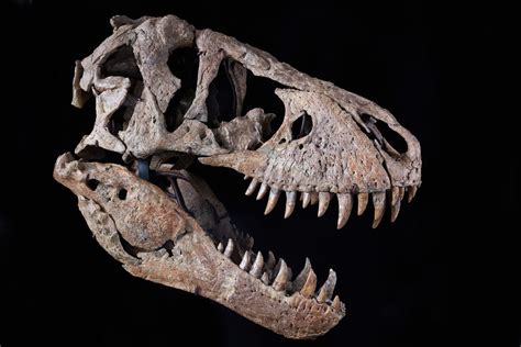 One of the Most Complete T. Rex Skulls Ever Found May Fetch $20 Million at a Single-Lot Sale at ...