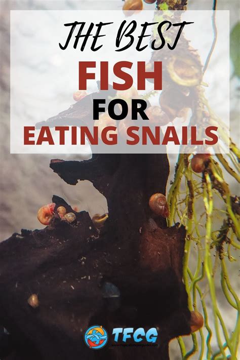 The Top 7 Best Fish For Eating Snails | EASY Options For Your Tank