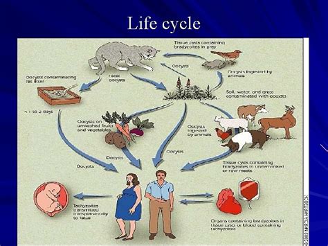 Apicomplexa structure Phylum Apicomplexa Class Sporozoea Subcl Coccidia