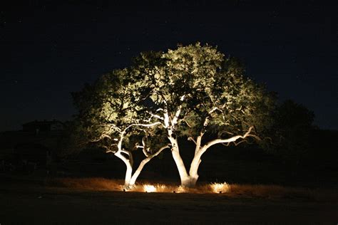 Specimen tree uplighting | Outdoor tree lighting, Garden lighting tips ...