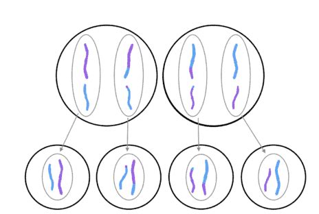 How to study for AP Biology: Mitosis and Meiosis