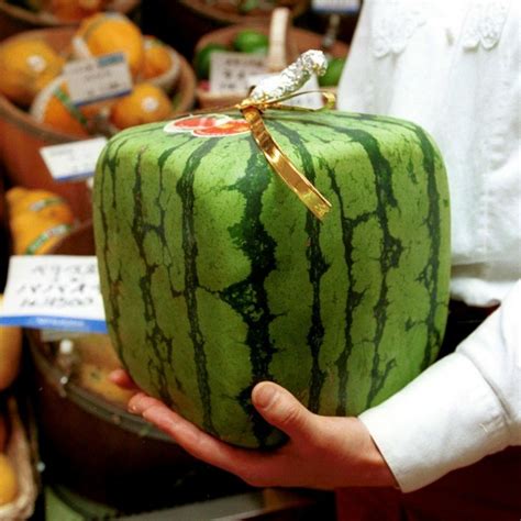 Square Watermelon Seeds - Price €1.85