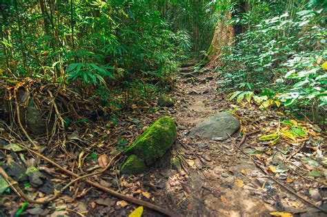 Lush forest vegetation 1826181 Stock Photo at Vecteezy