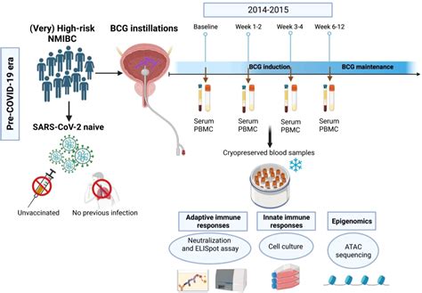 Frontiers | Intravesical BCG in bladder cancer induces innate immune ...