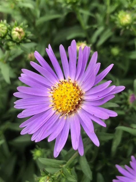 Buy Wood's Blue Aster Plants Online | Stadler Nurseries