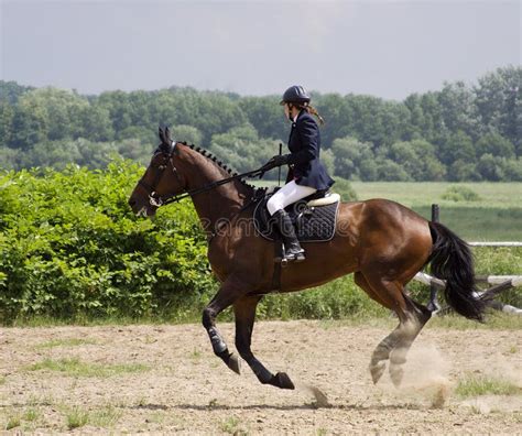 Horse gallop stock photo. Image of activity, harness, horses - 2696792