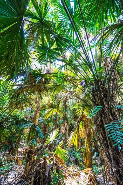 Palm Tree in Tropical Rainforest Stock Photo - Image of meadow, branch ...