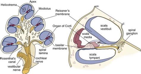 Visual Anatomy 視覚解剖学