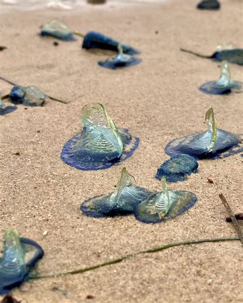 Blue blob colony creatures invade California beaches | LaptrinhX / News