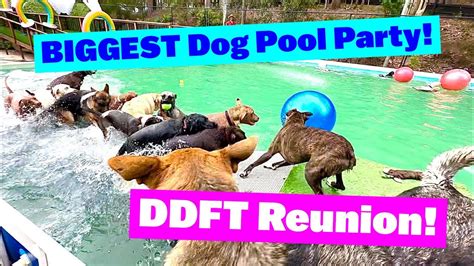 BIGGEST Dog Pool Party | DDFT Reunion - Your Pets Magazine